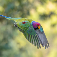 Plum-headed Parakeet
